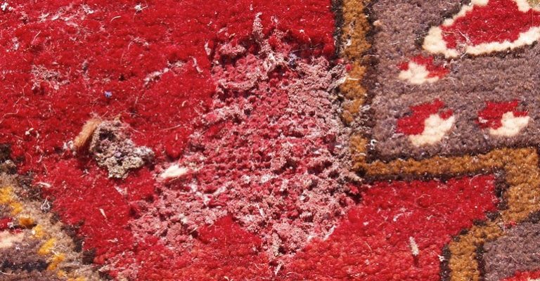 Prevent and Kill Moths in Your Persian Rugs - Behnam Rugs