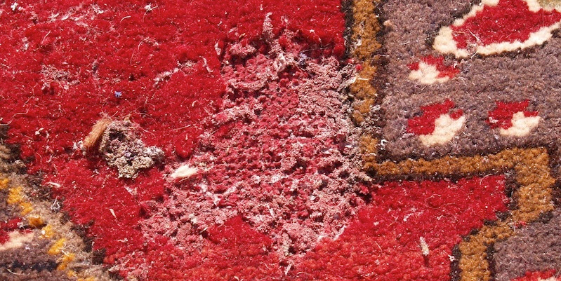 Moth Damage in Oriental Rug