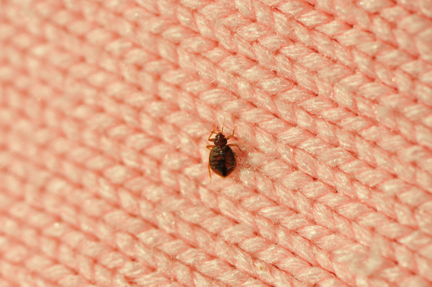 HHow to Mothproof Wool Rugs? Smart Choice Blog
