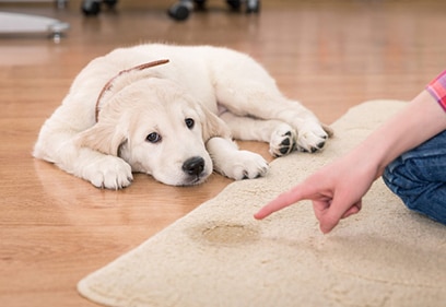 Pet stain removal from carpet and Oriental Rug